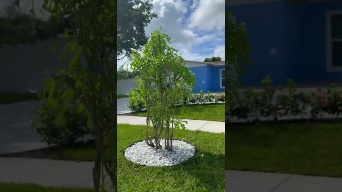 From Drab to Fab: Stunning Front Yard Transformation by EPIC Landscaping