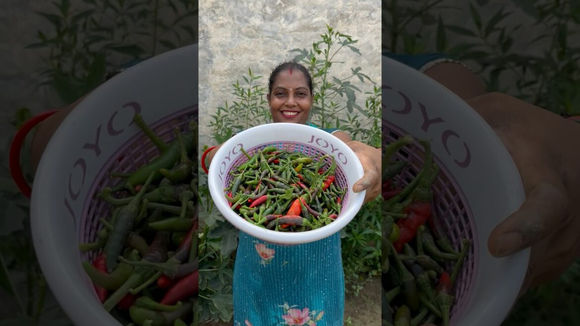 Ek aur mix vegetable ki harvesting ๐ถ๏ธ๐ซ #shorts Ek aur mix vegetable ki harvesting ๐ถ๏ธ๐ซ #shorts