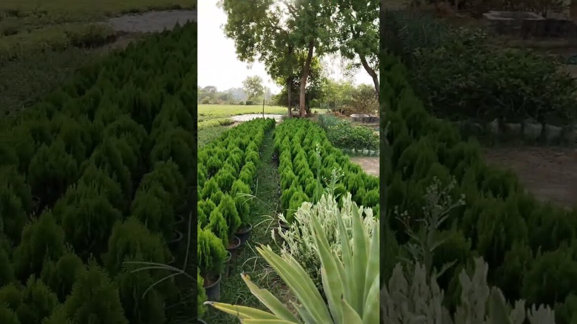 Morpankhi Plant | Thuja Orientalis #shorts #garden #youtubeshorts #viral #plantcare