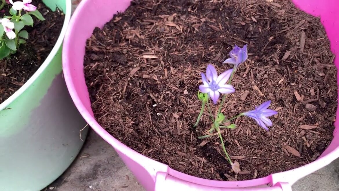 Dollar Tree Haul - Spring Garden Supplies