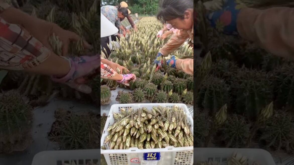 Edible Ball Cactus Flowers Harvesting #satisfying @HappyFarm85