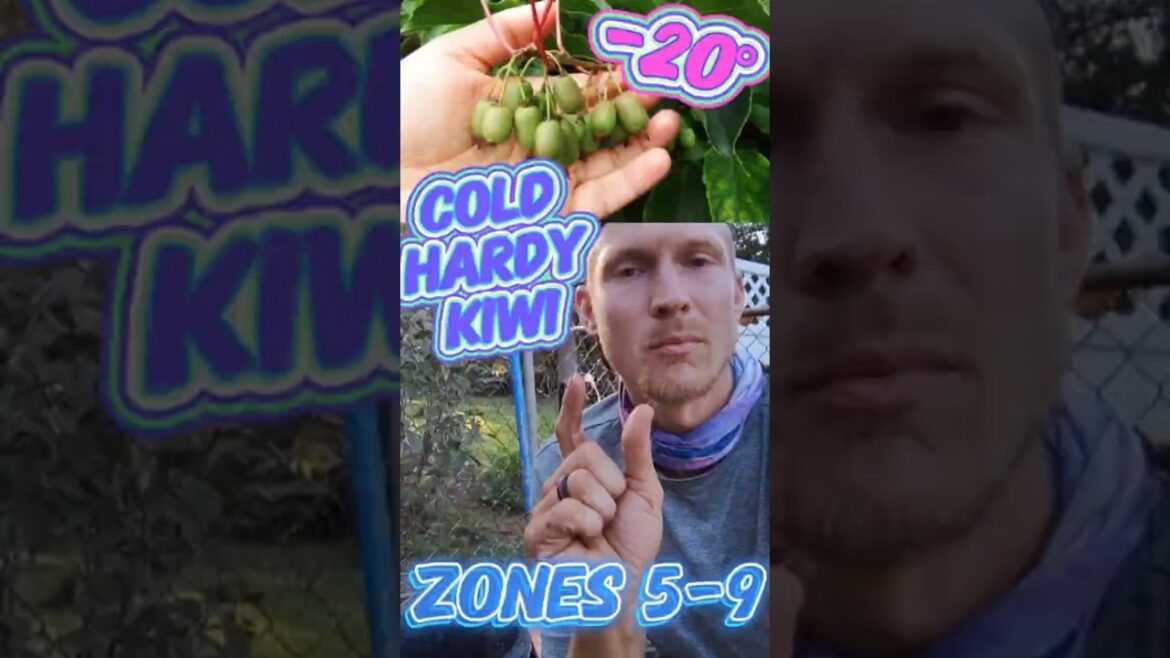 Cold Hardy Kiwi with an edible peel! #diygardening #fruitgrowing #homesteading #plants #gardening