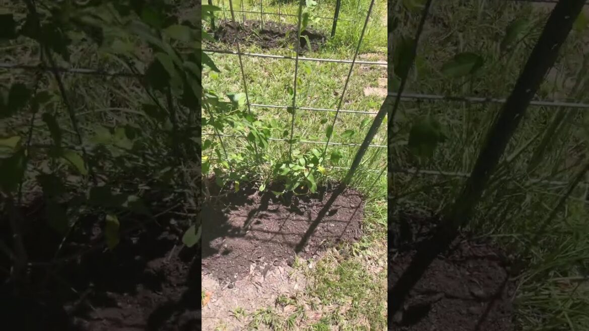 Experiments of gardening without amendments are over. Day 1 #KIWI #Spoon Gourd