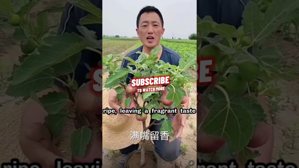 Care for Plants? #garden #fruts #shorts