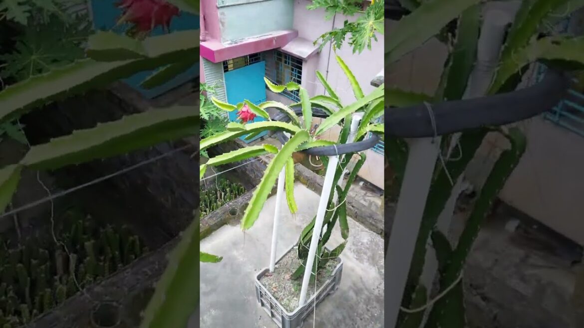 ড্রাগন ফ্রুটস গার্ডেন#Dragon fruits gardening tips#fruits Garden#Indian Dragon fruits#garden#indian