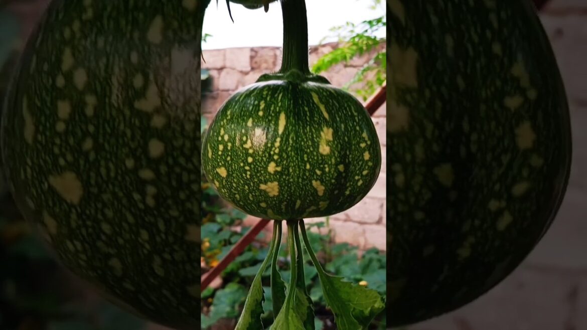 Transformation of Pumpkin.#vegetablegarden #vegetablegardening #foryou #dogfood