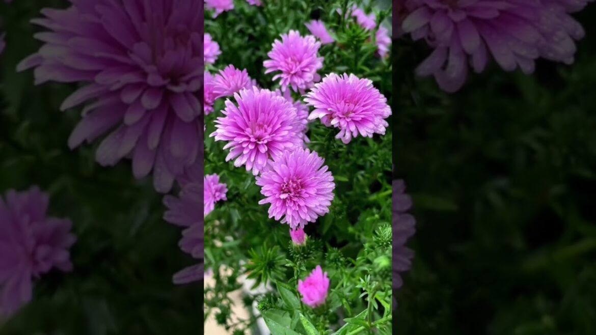 Beautiful Flower #shortsfeed #shortsvideo #shorts Beautiful Flower #shortsfeed #shortsvideo #shorts