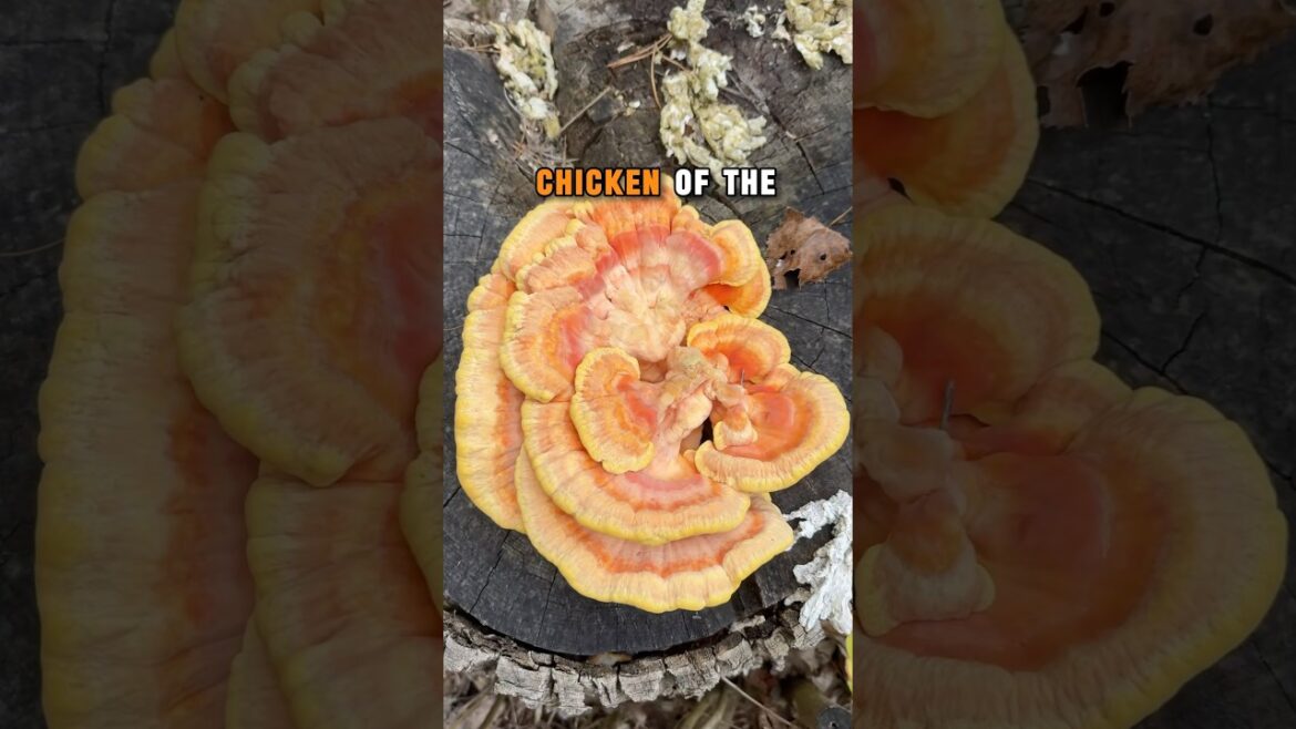 Forager’s Gold! JACKPOT Wild Mushroom Harvest! #shortvideo #shorts #foraging #gourmet #food #nature Forager’s Gold! JACKPOT Wild Mushroom Harvest! #shortvideo #shorts #foraging #gourmet #food #nature