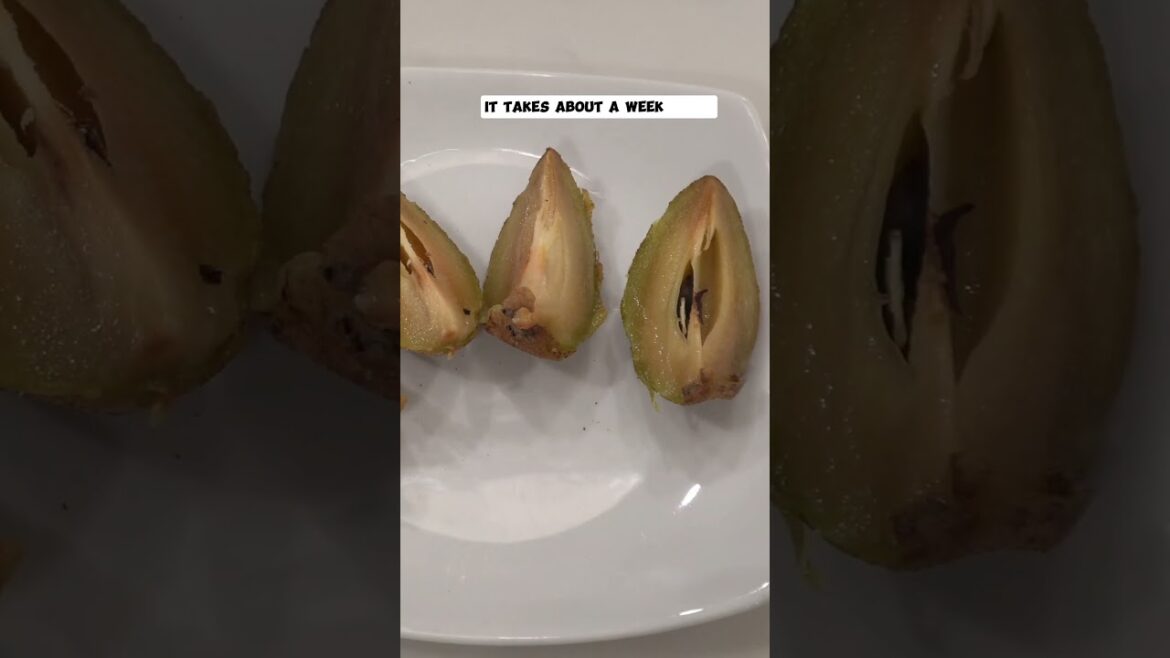 California Gardening: Harvesting Tropical Fruits: Pomegranate, Sapodilla, Guavas & Mangoes! Harvesting Tropical Fruits: Pomegranate, Sapodilla, Guavas & Mangoes!