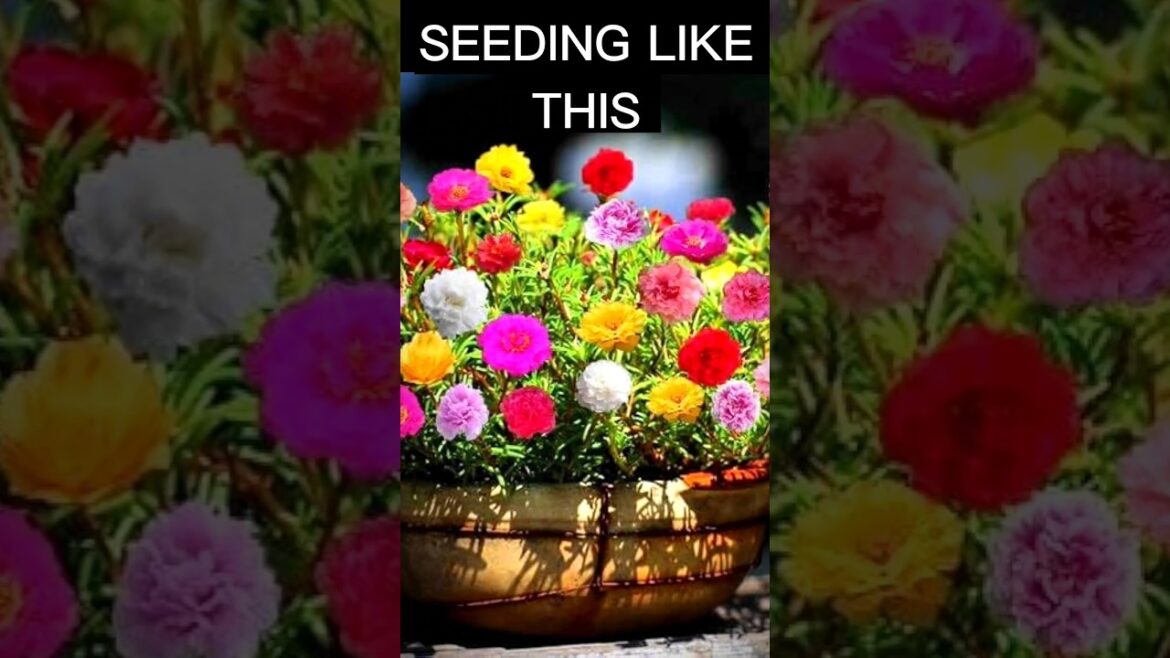 Portulaca time video grow at home #garden #flowers #new