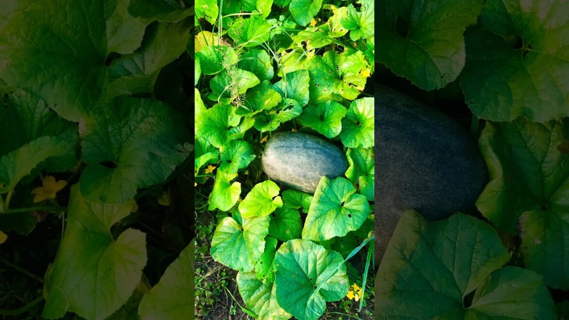 The Incredible Edible Kakri