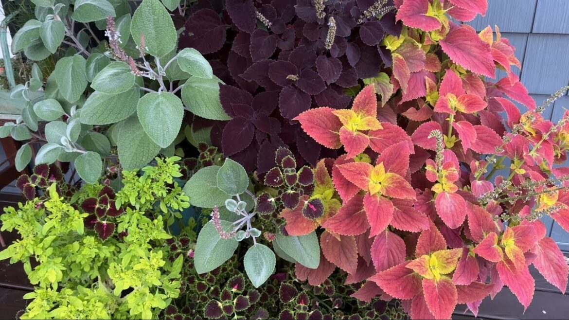 Flowering Container Garden Tour | Greenhouse Garden #containergardening