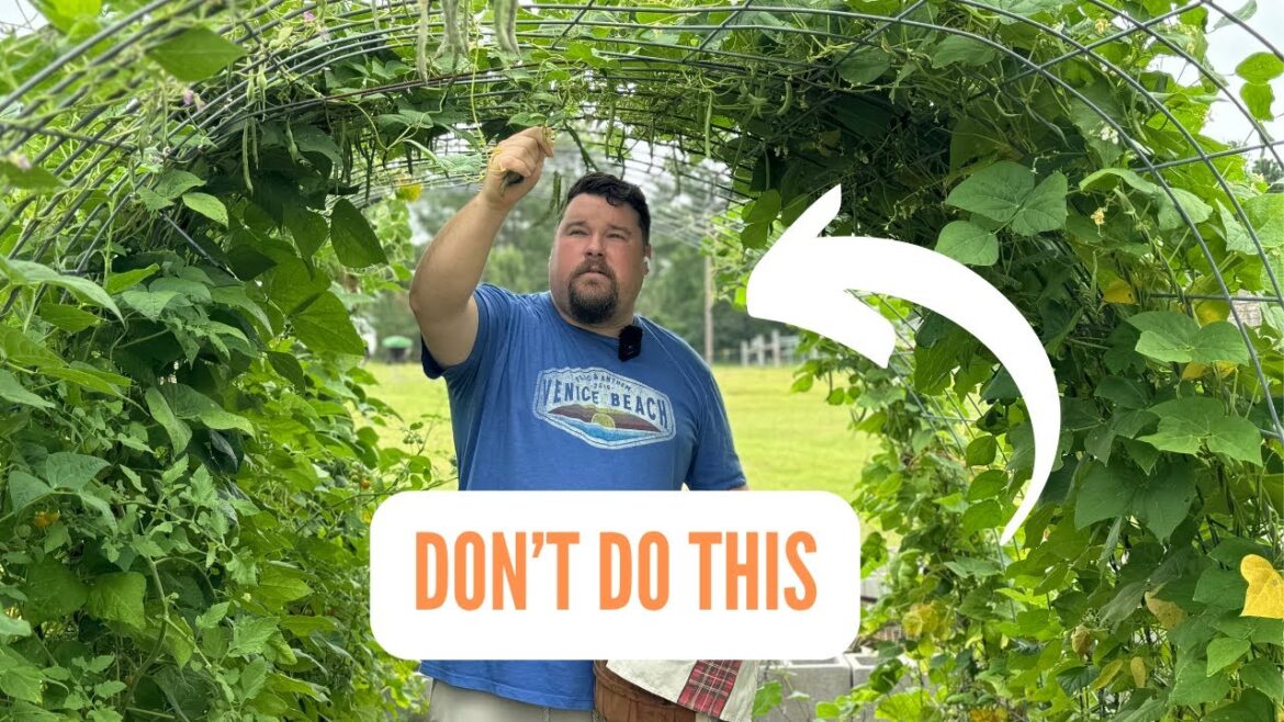 August Garden Mistakes: Do not do this!