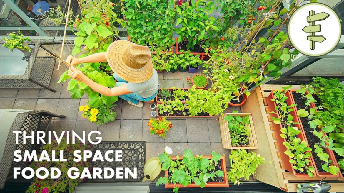 Growing TONS of FOOD in a Super Small Garden – Balcony Container Garden Tour