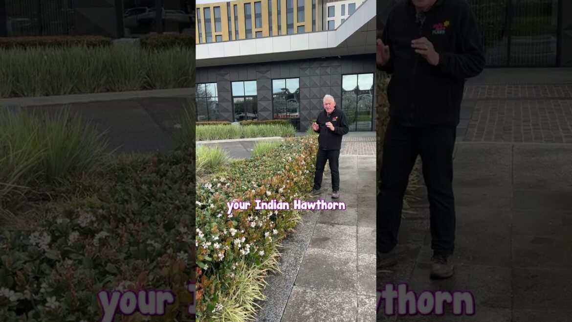 Indian Hawthorn is the Low Maintenance Flowering Hedge You Need!