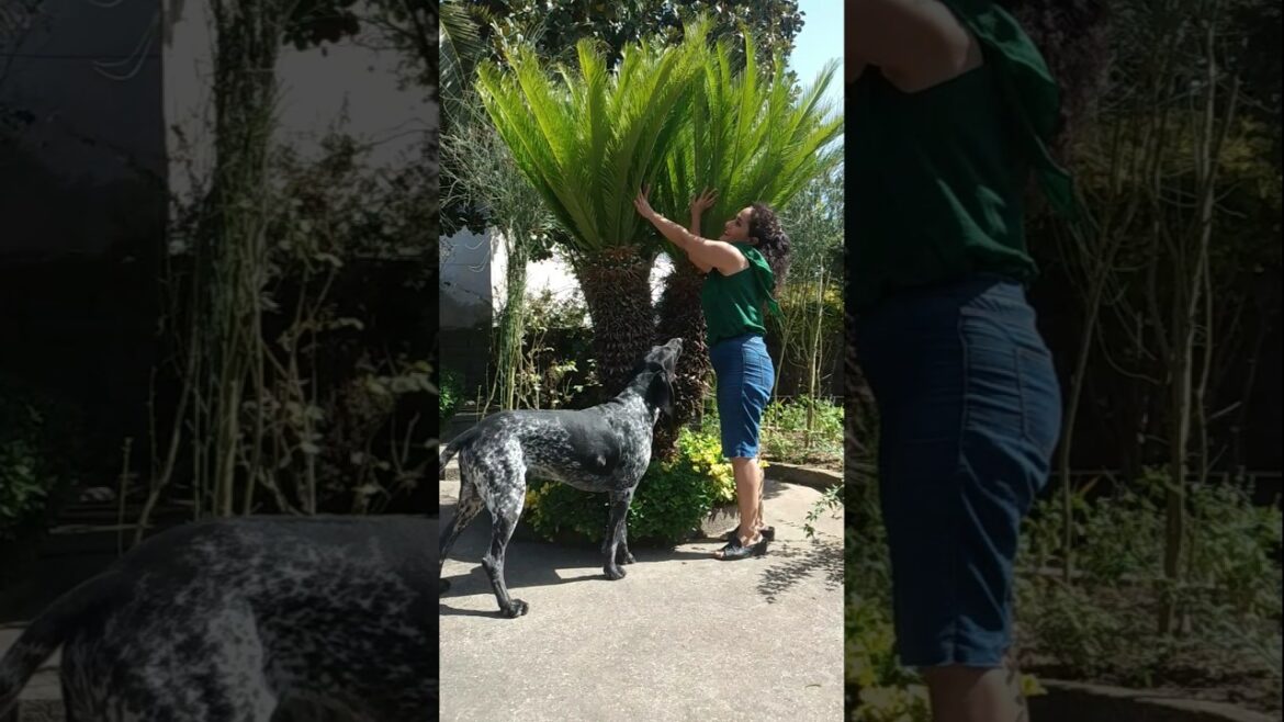 My beautiful garden#garden