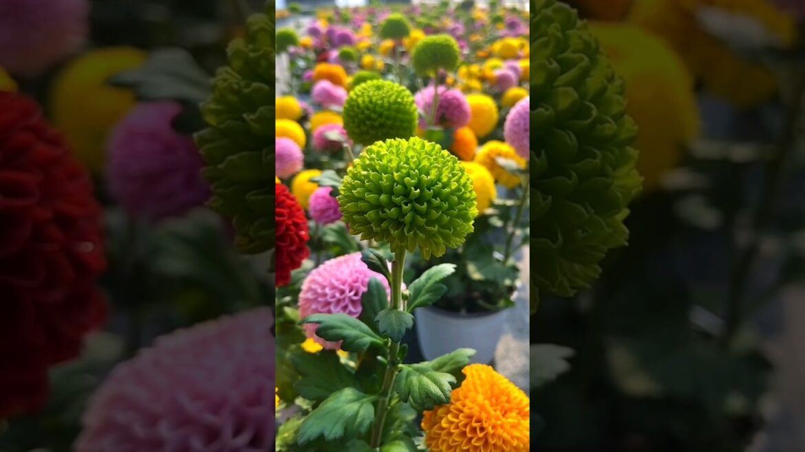 Dahlia green flower 😲👀 #shorts #dahlias #flowers #status