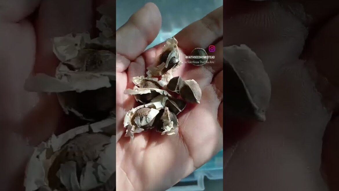Starting Moringa ๐ฟ Seeds | Faith & Seed Homestead | Container Garden Starting Moringa ๐ฟ Seeds | Faith & Seed Homestead | Container Garden
