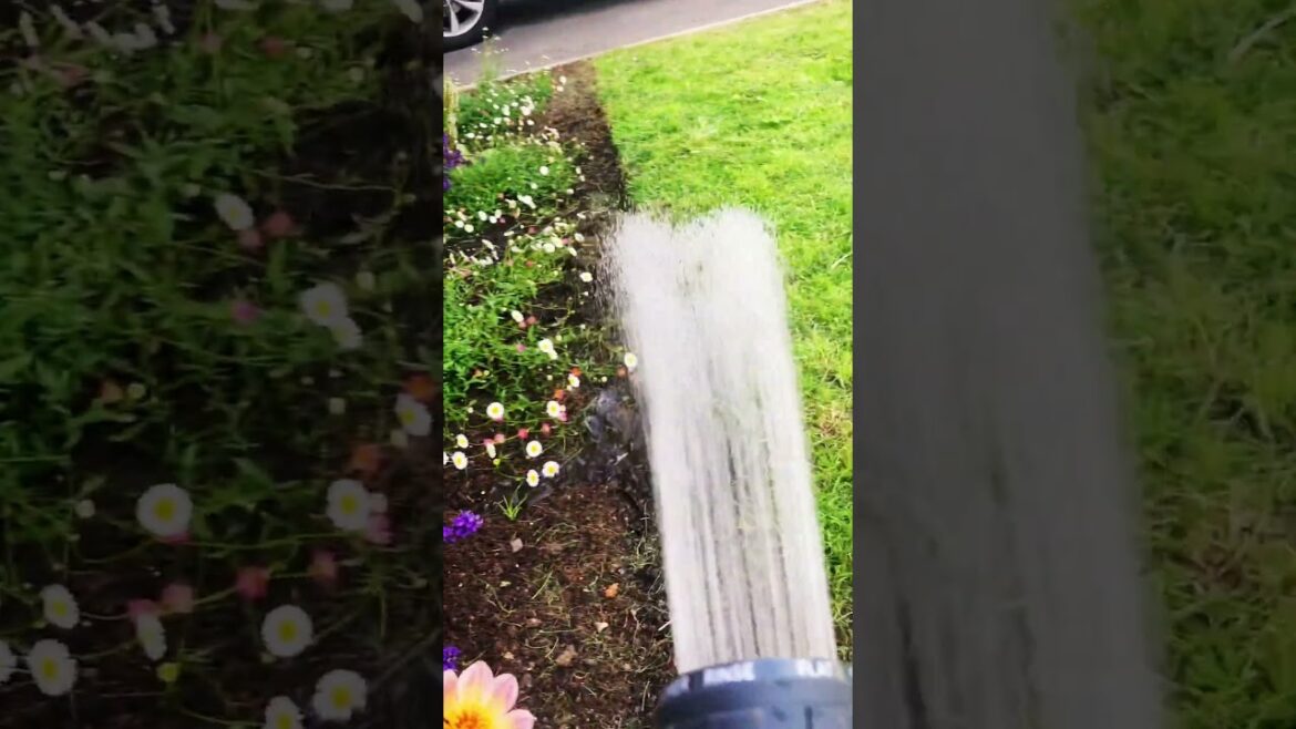 Colours of the RAINBOW! #gardeningvideos #flowers #flowergarden #gardening #videography #gardener