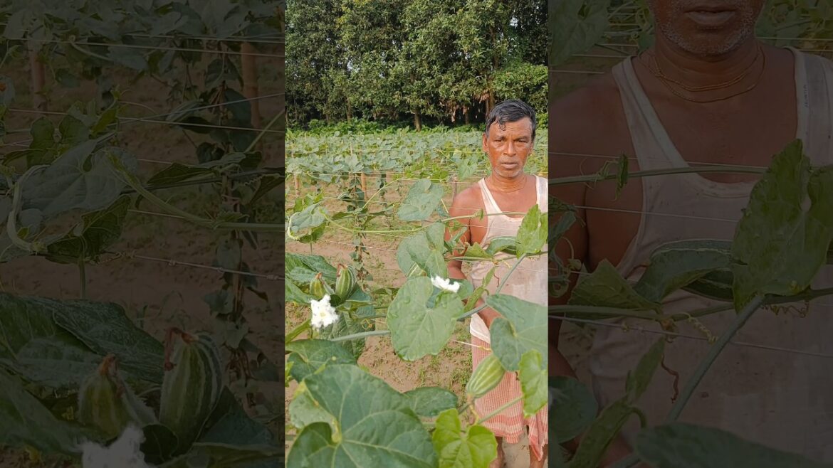 Amazing Hand Pollination of Pointed Gourd by touching male flower to female flower #shorts #short Amazing Hand Pollination of Pointed Gourd by touching male flower to female flower #shorts #short