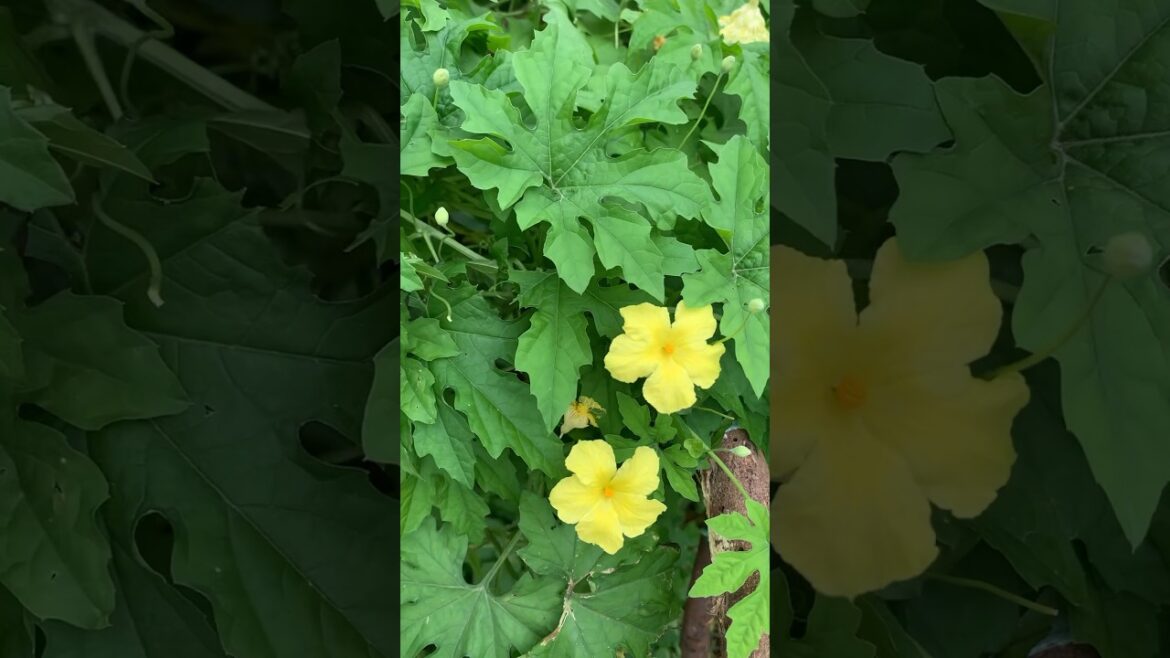 Bitter gourd  blooming 🌱😍#shorts#youtube#trendingshorts#vegetablegardening#homegardener#