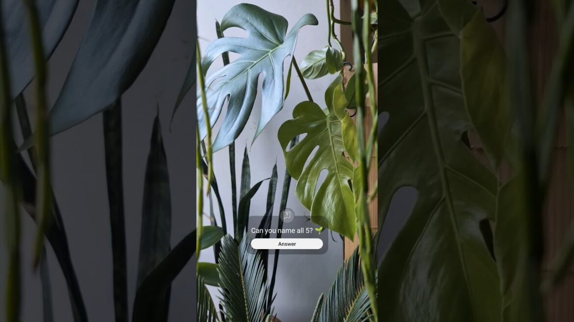 🌿😉 Did You Buy The Wrong Monstera? #PJsLeafLife 🌱