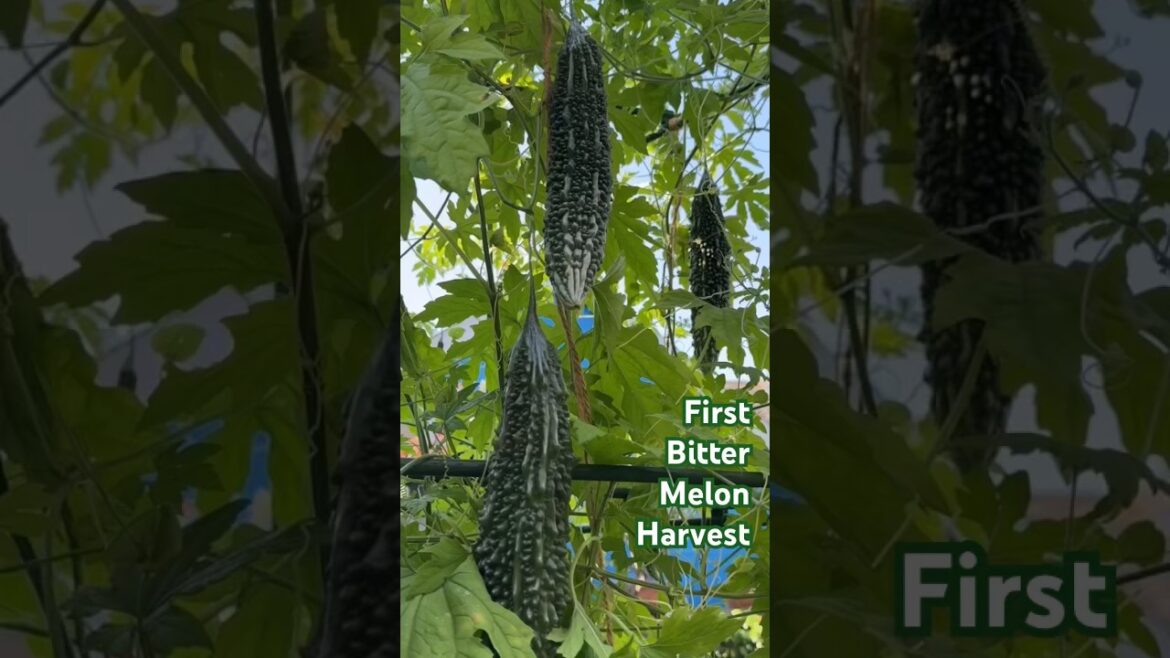 Harvesting Bitter Gourd | Container Vegetable Gardening