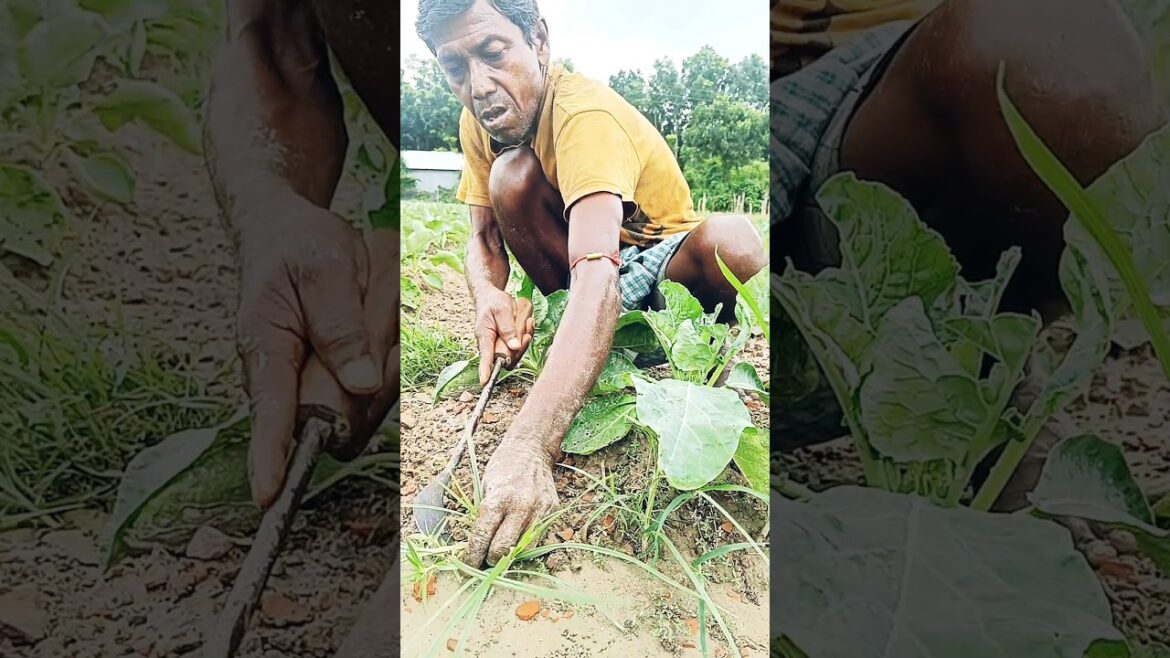 See why weeding is necessary at Cauliflower field #shorts #shortvideo #short