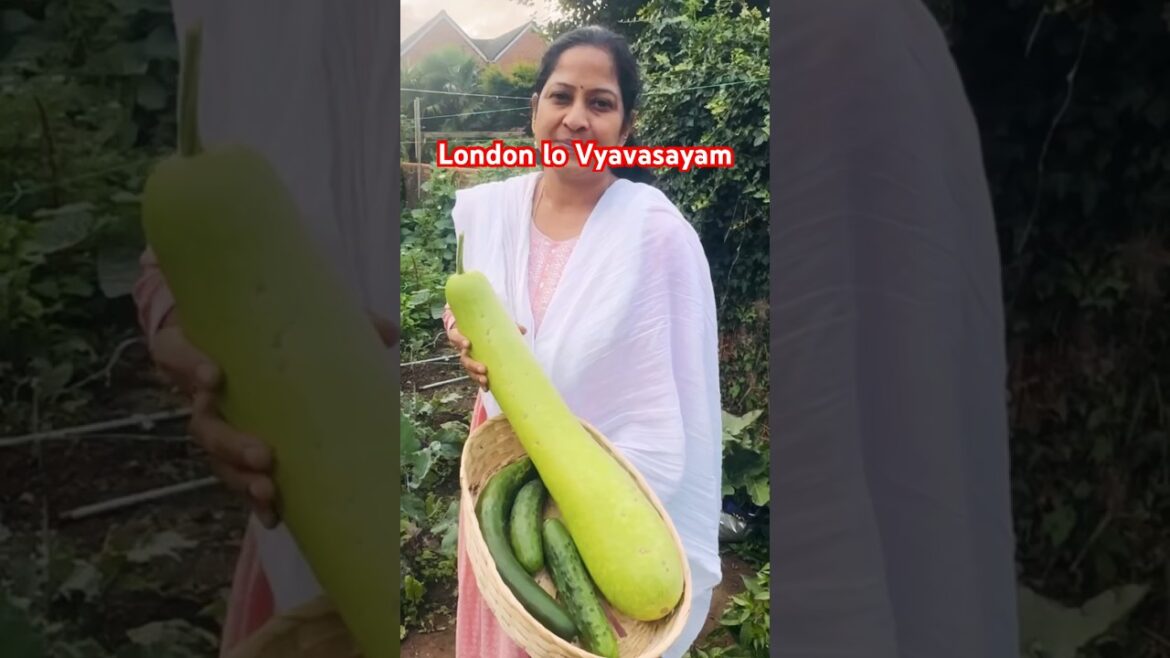 Harvesting Desi Vegetable’s in UK# gardening #  #food #ytshots