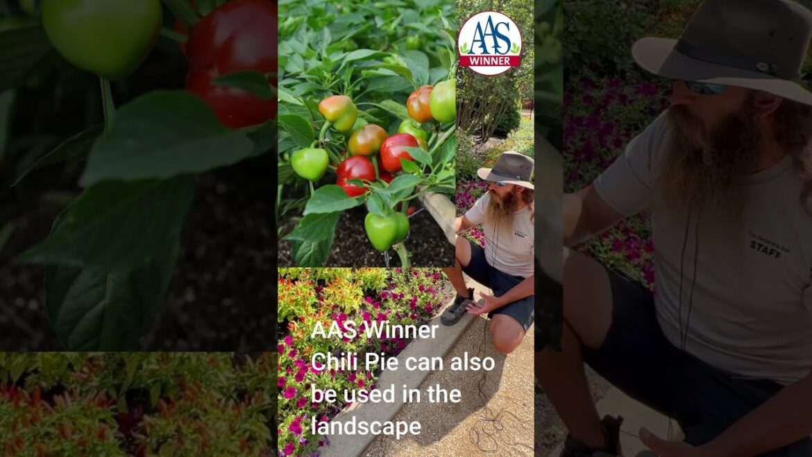 Pepper Paradise: Grow Ornamental Peppers Right in Your Landscape with Sam from Ball Seed #gardening