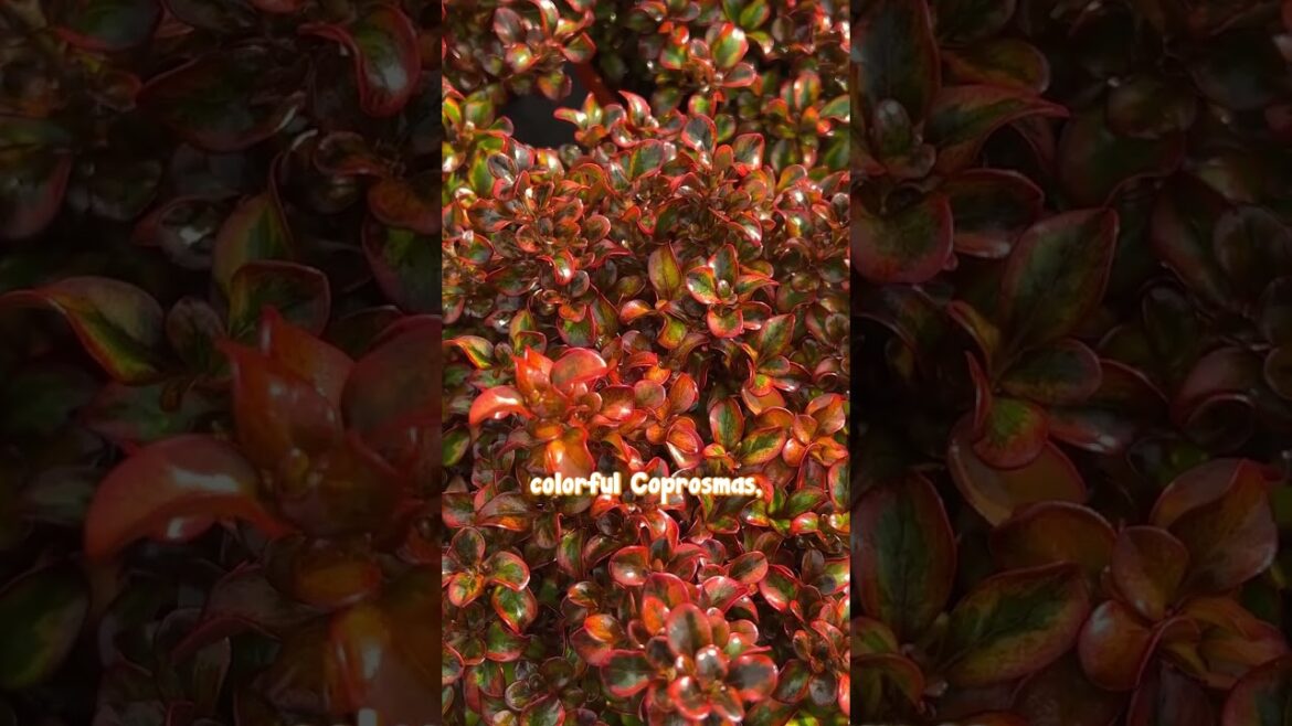Helichrysum Licorice is ideal for hedges and garden centrepieces!💚