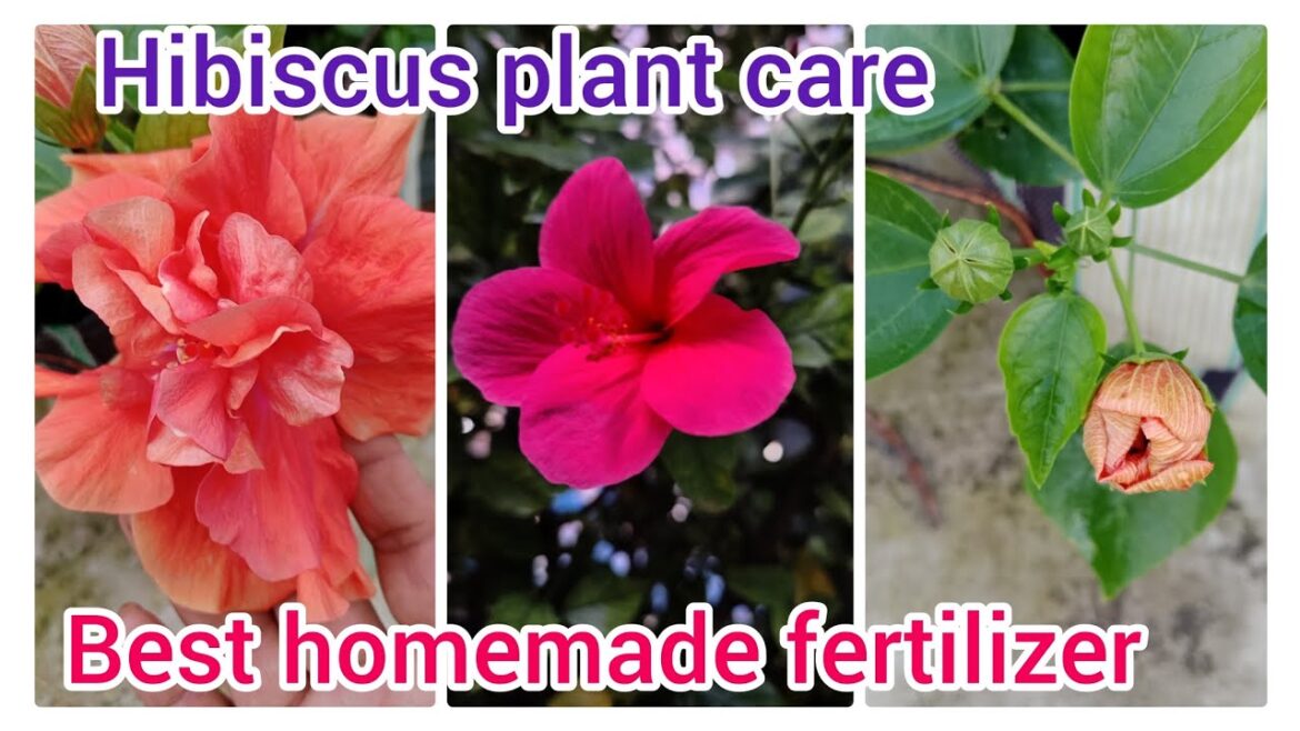 Hibiscus plant care. Best homemade fertilizer for hibiscus plant #gudhal #gardening tips #flowers