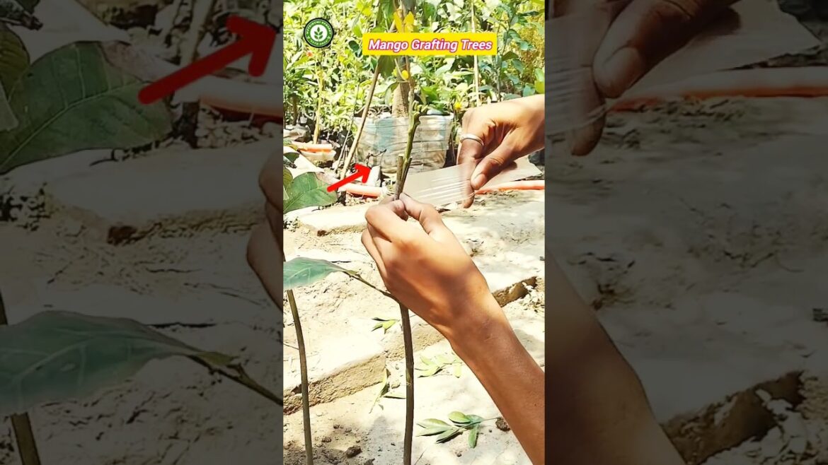 Information Mango Grafting Tips // जानकारी मोंगो ग्राफ्टिंग टिप्स#Short☎️Ph=9134227145