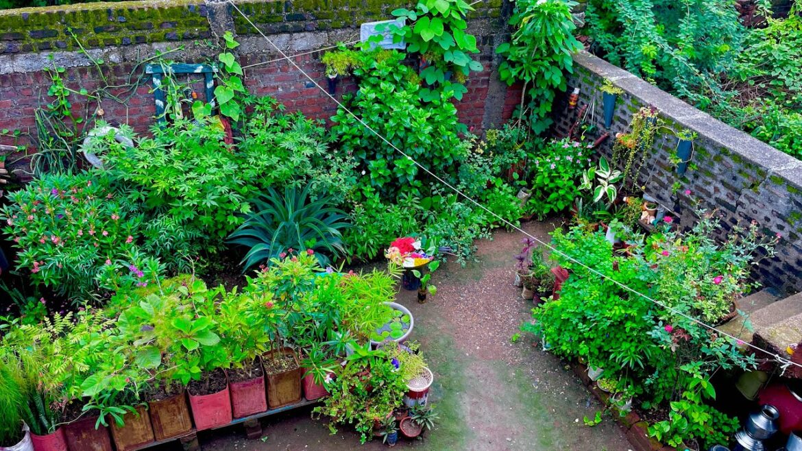 छोटे पौधा की ग्रोथ l small plant care l village garden ideas छोटे पौधा की ग्रोथ l small plant care l village garden ideas