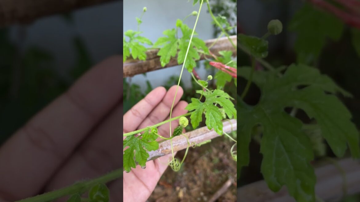 My backyard garden idea for everyone / my daily life with garden #meimeigarden #tipsgarden My backyard garden idea for everyone / my daily life with garden #meimeigarden #tipsgarden