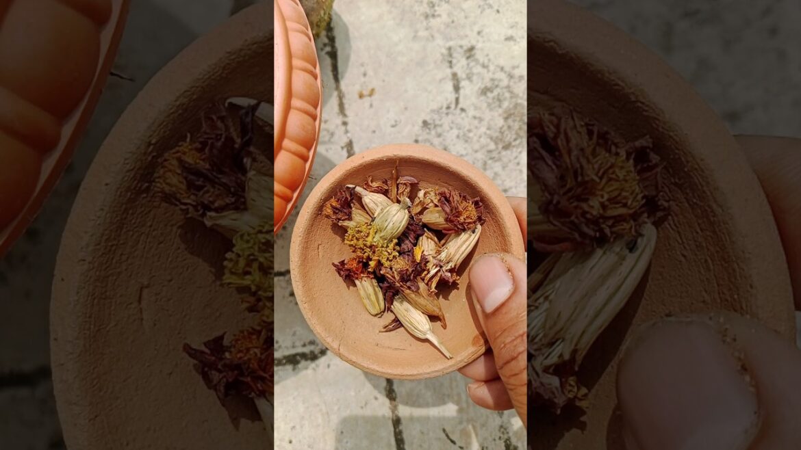 gardening #flowerseeds#shorts#ytshorts #marigold