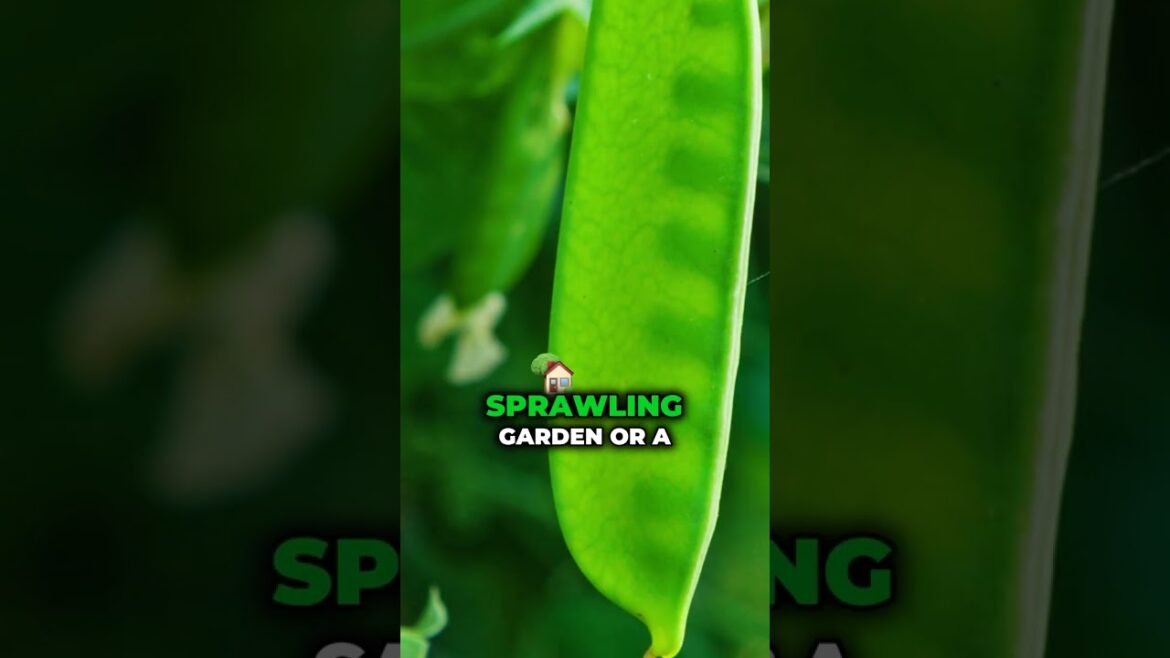 π± Why You NEED to Plant Peas in Your Garden! π #Shorts π± Why You NEED to Plant Peas in Your Garden! π #Shorts