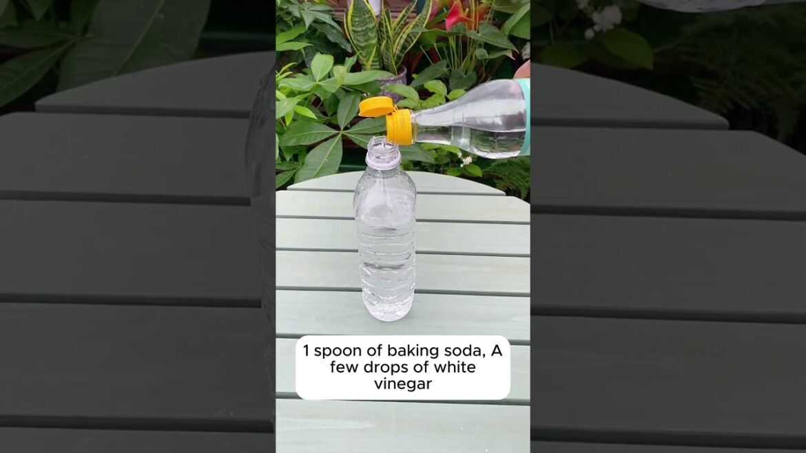 Tips to help plants stay healthy and disease-free  #garden #gardeningtips #plants