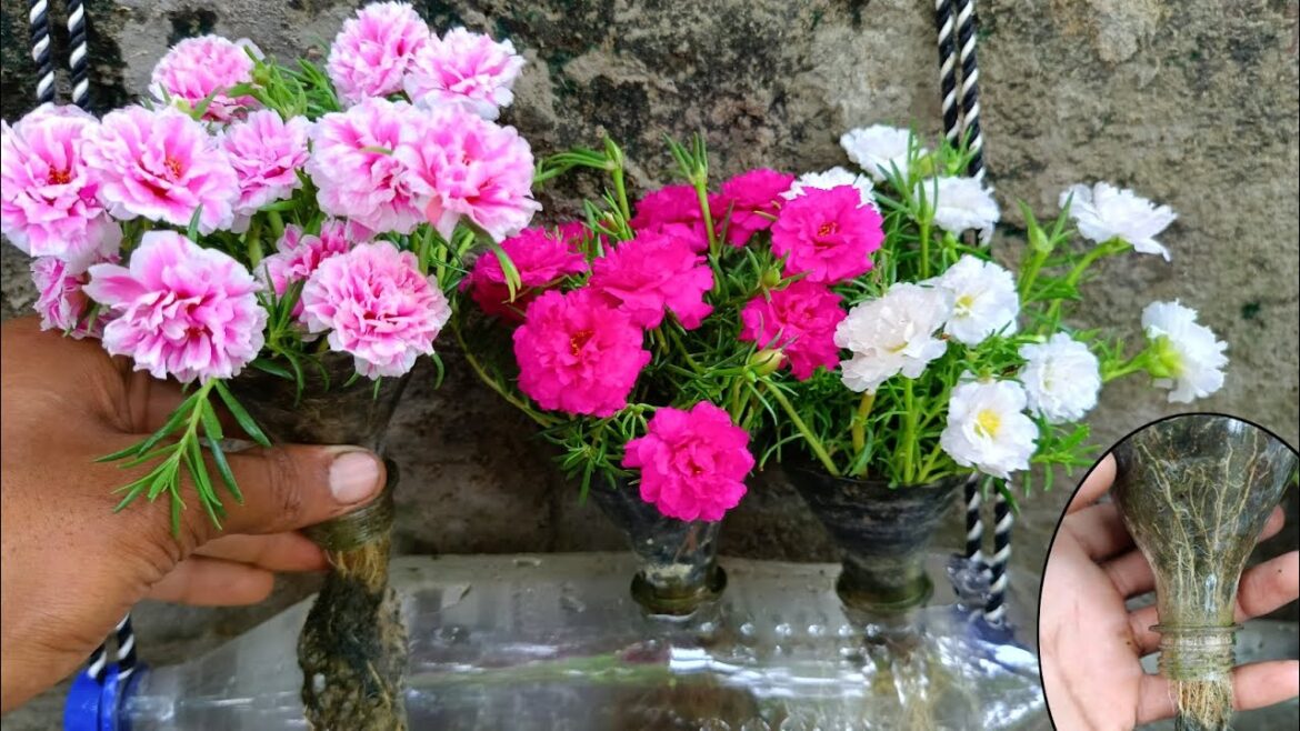 How to grow hanging portulka by amazing way ✅ How to grow hanging portulka by amazing way ✅