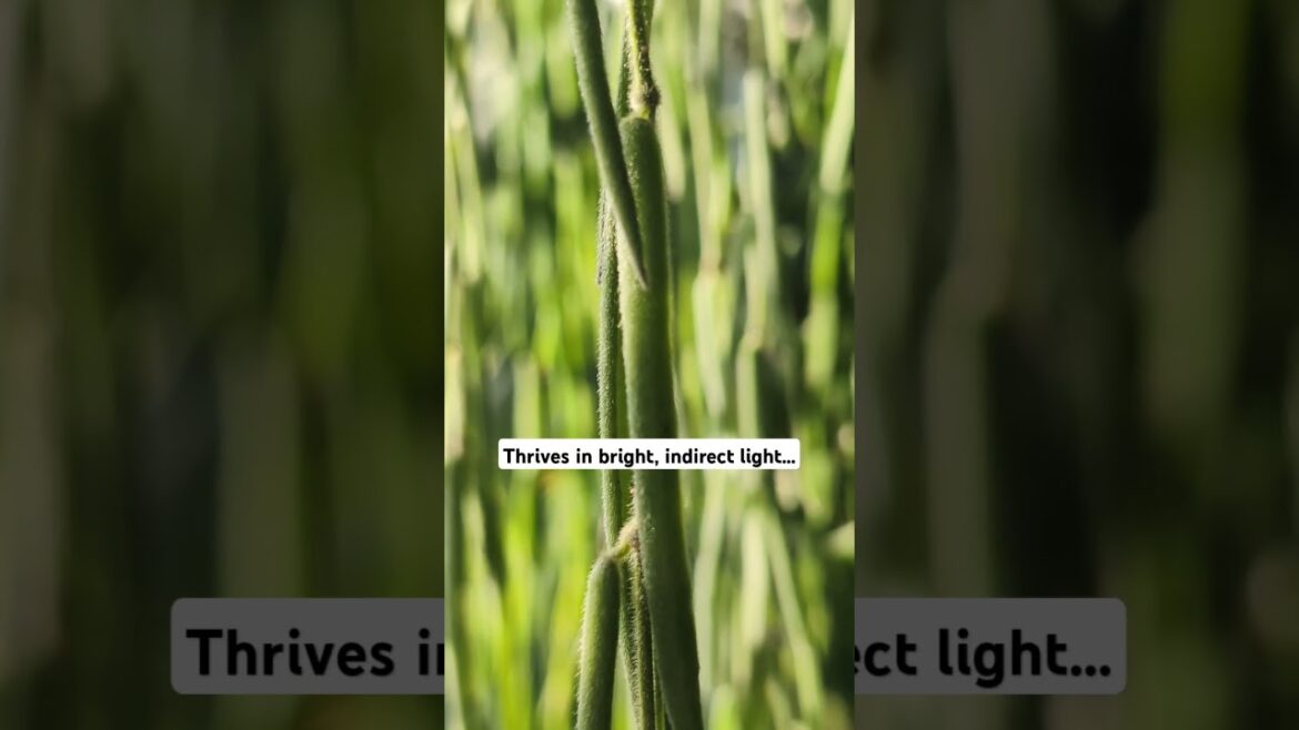 ✨ Hoya linearis: Heaven Scented Plants #PJsLeafLife 🌱 ✨ Hoya linearis: Heaven Scented Plants #PJsLeafLife 🌱