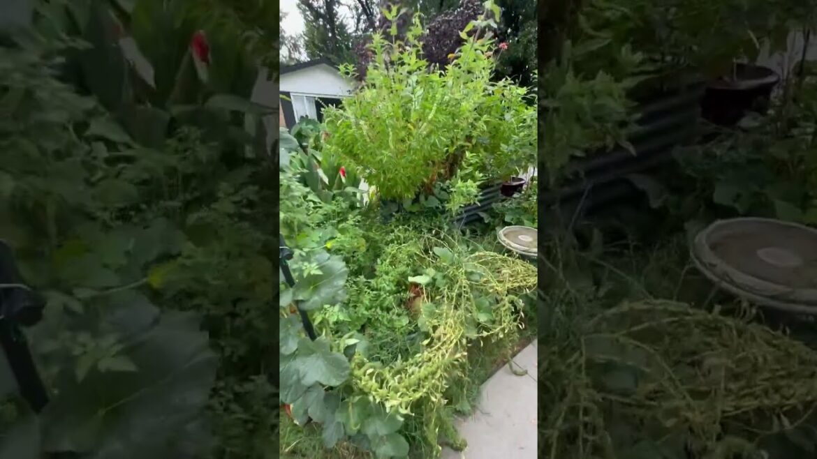 This weekend is dedicated to clearing the overgrown summer front yard garden & planting new seeds