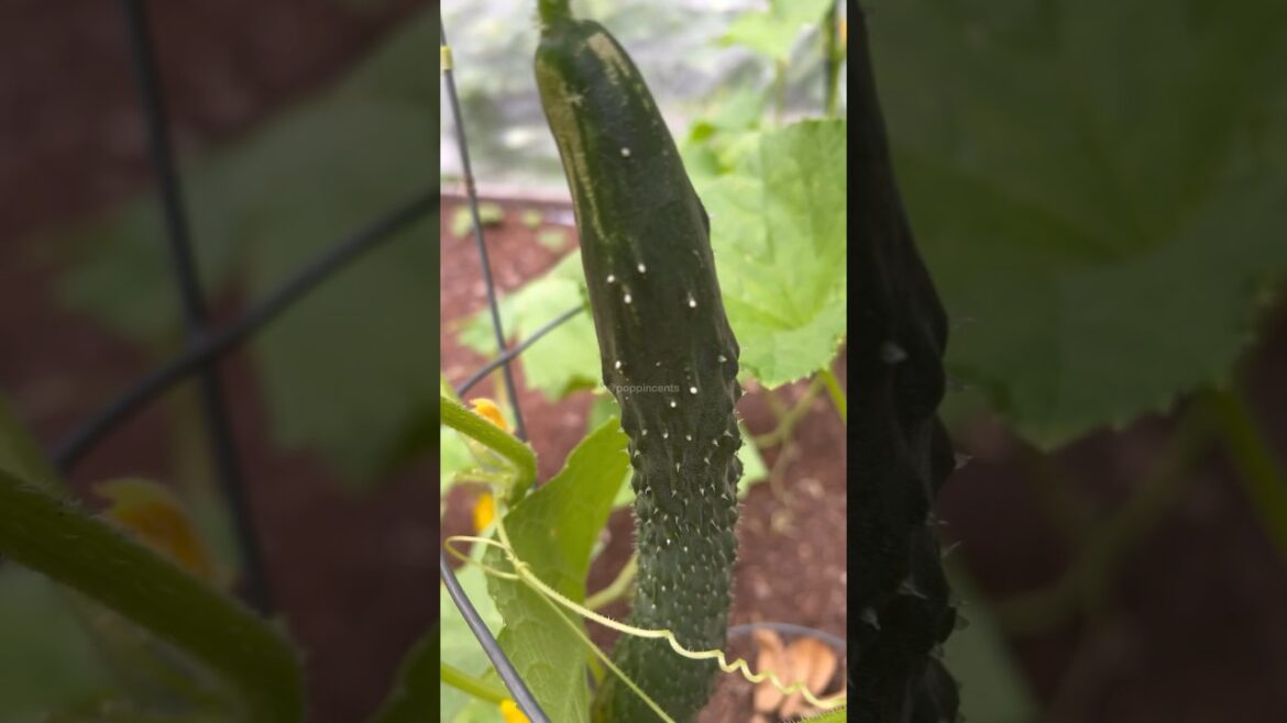 🥒Harvesting Suyo Long Cucumber ASMR Backyard Garden