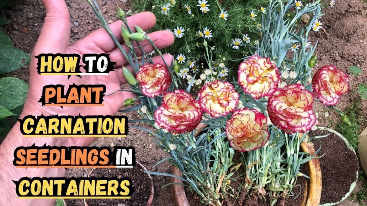 How to Plant Carnation Seedlings in Containers 🌸 #carnation #dianthus #gardening #containergardening