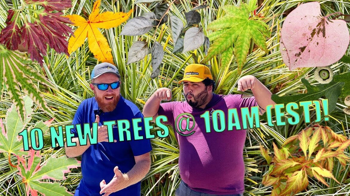 The Most Glamours 10 New Woody Ornamentals  @ 10am! w/ Tim and Corbin! (EST)!