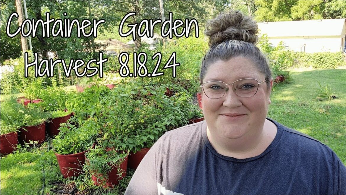 Container Garden Harvest 8.18.24 Container Garden Harvest 8.18.24