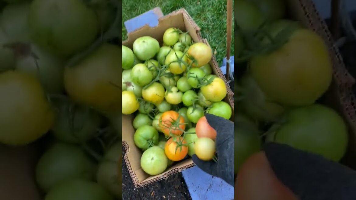 Desi Tammto (Heirloom Tomato) #Plant #Shorts #NatureAthome Desi Tammto (Heirloom Tomato) #Plant #Shorts #NatureAthome