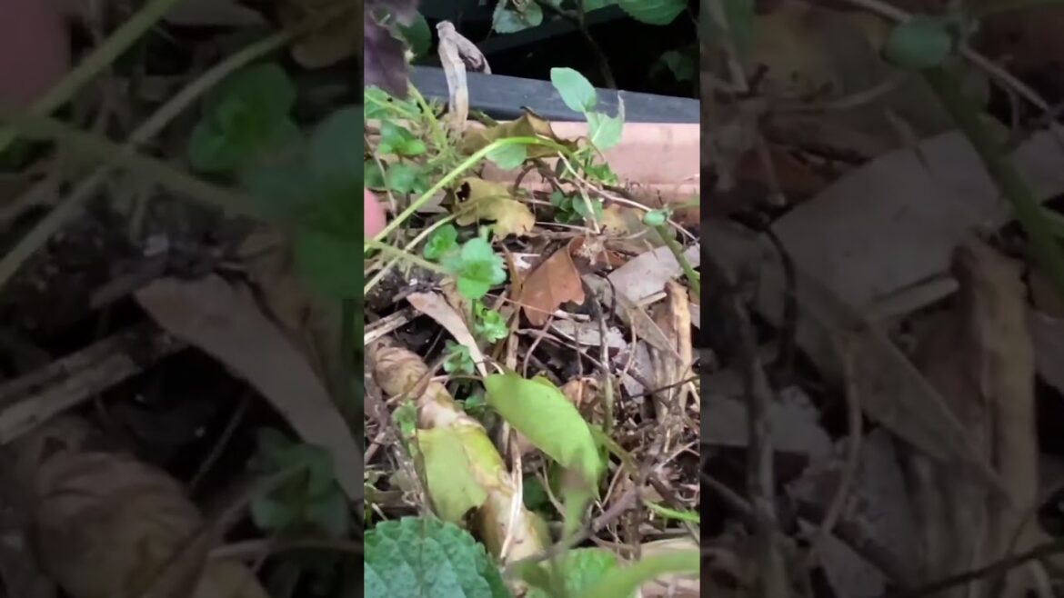 #mint #garden #tips #gardentips