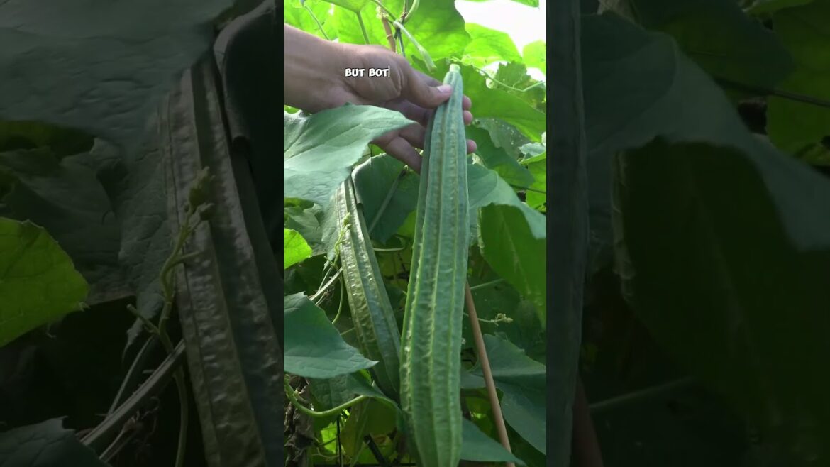 California Gardening: Harvesting Ridge Gourds (Turai) from Raised Beds: Easy Gardening Tips! Harvesting Ridge Gourds (Turai) from Raised Beds: Easy Gardening Tips!