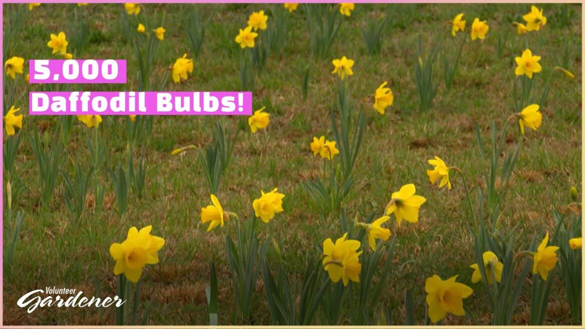 Field of Dreams | Volunteer Gardener