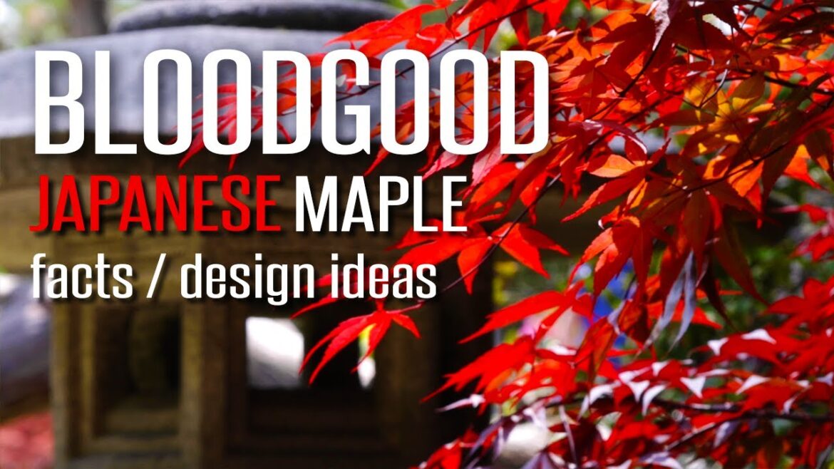 Bloodgood Japanese Maple | Design Ideas & Facts Bloodgood Japanese Maple | Design Ideas & Facts